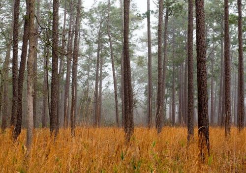 Lowcountry Land Trust-Protected Property in Dorchester County SC