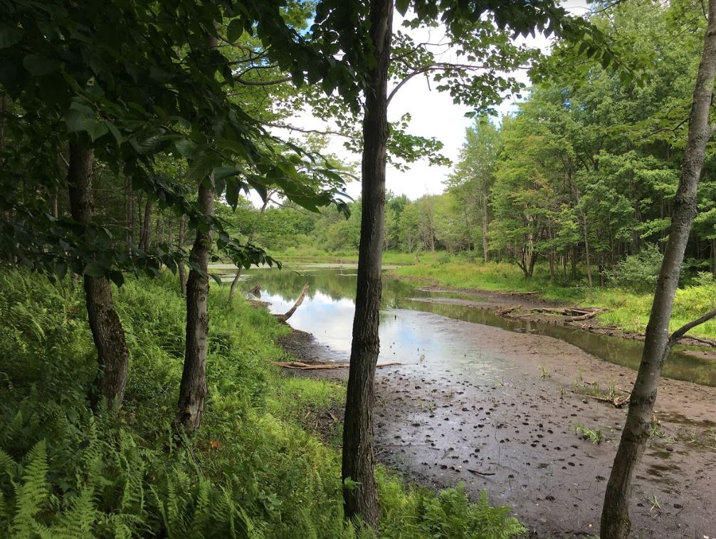 Beaver Pond at French Settlement Public Conservation Area